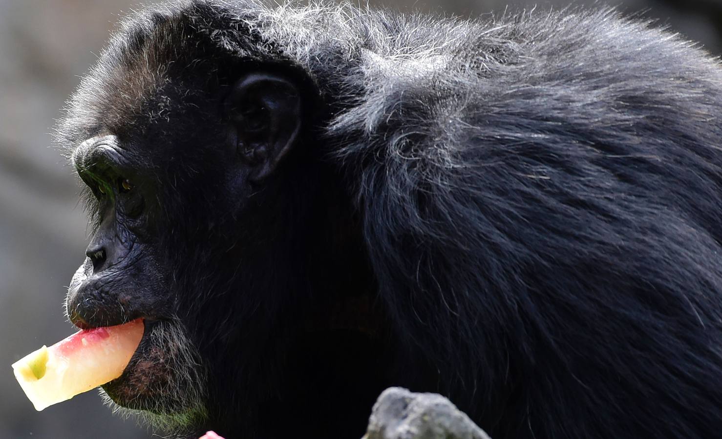 Fotos de los animales del Bioparc de Valencia en verano