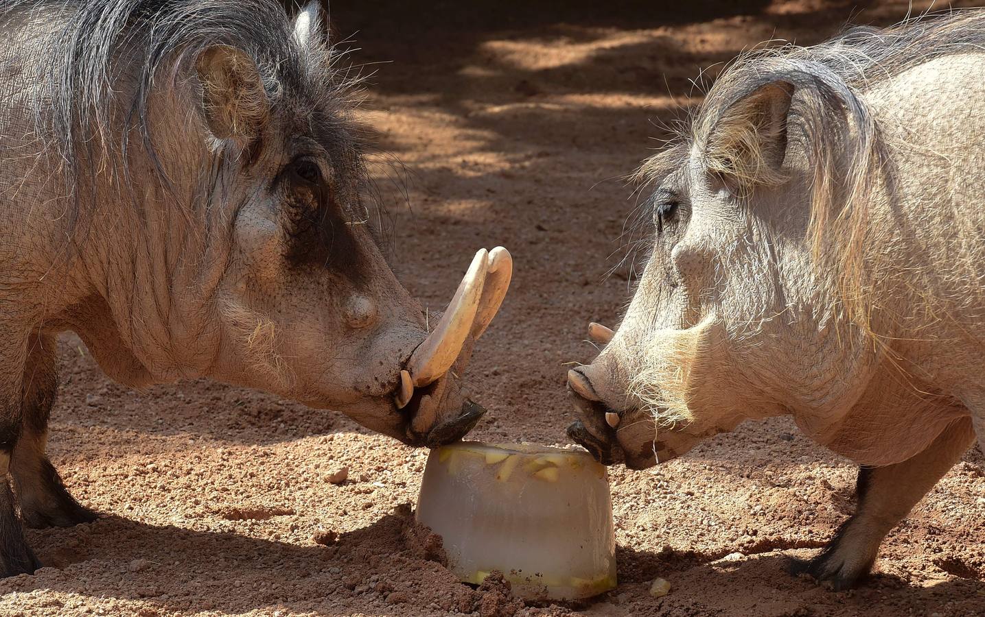 Fotos de los animales del Bioparc de Valencia en verano