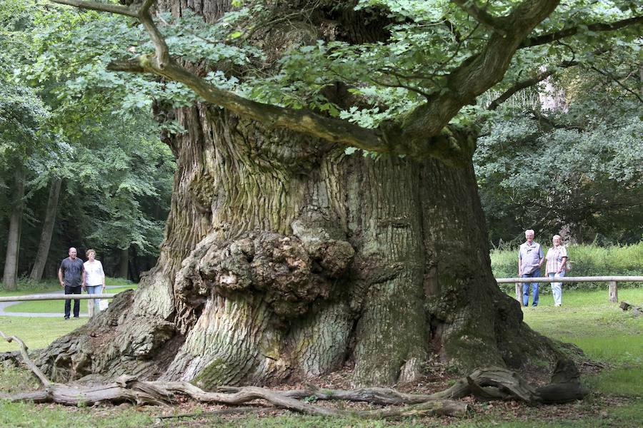 Fotos de los robles milenarios más famosos de europa