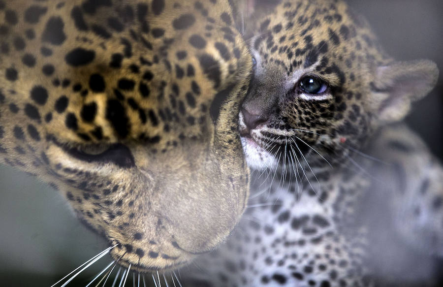 Fotos del &#039;babyboom&#039; en el Bioparc
