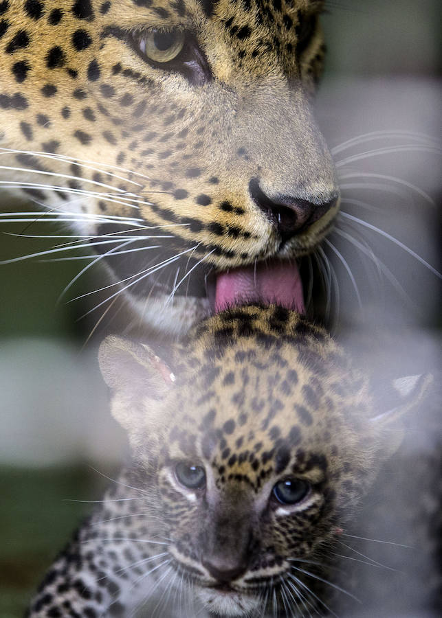 Fotos del &#039;babyboom&#039; en el Bioparc