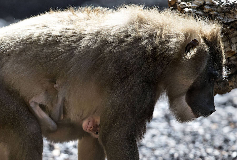 Fotos del &#039;babyboom&#039; en el Bioparc