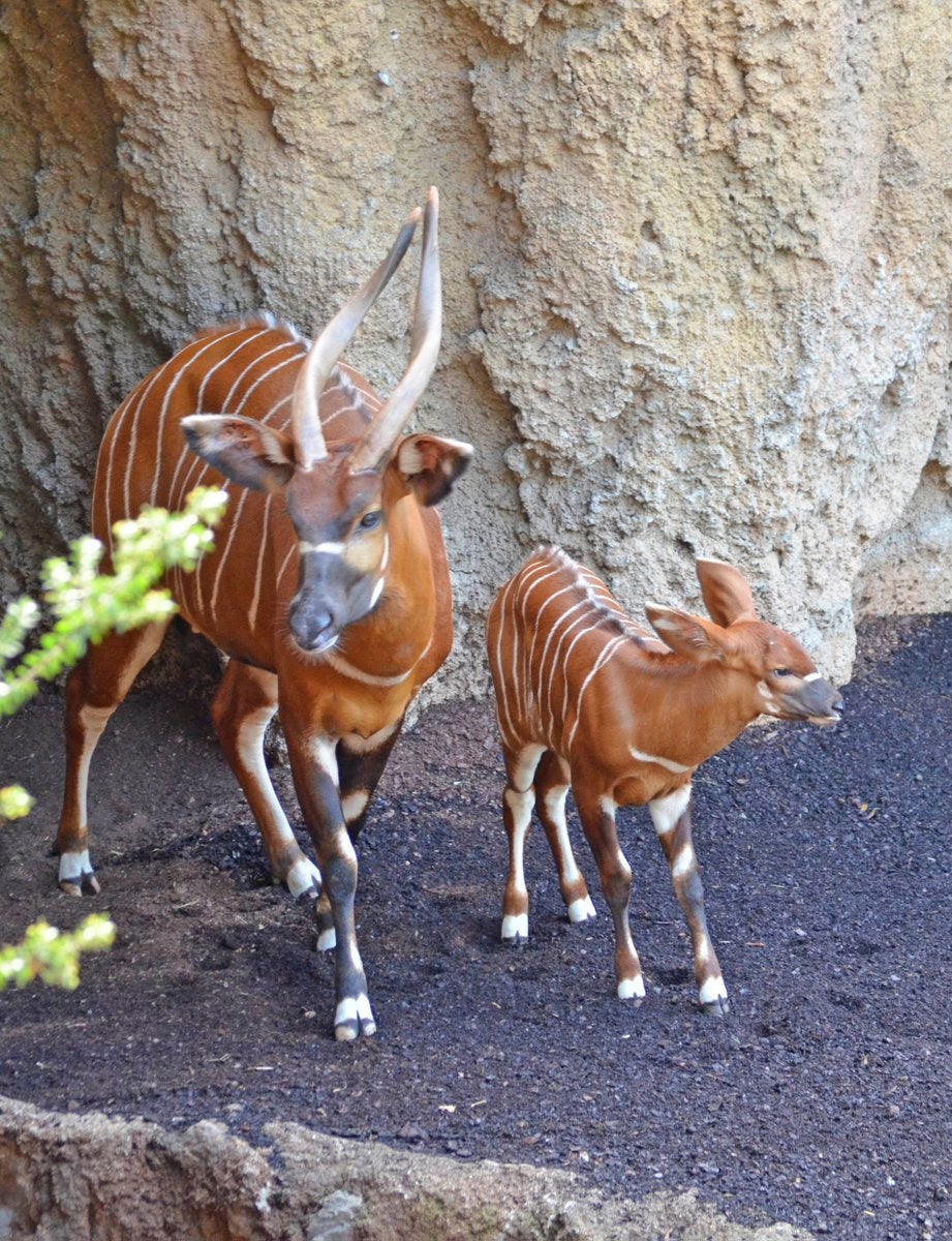 Bongo Oriental nacida en el Bioparc.