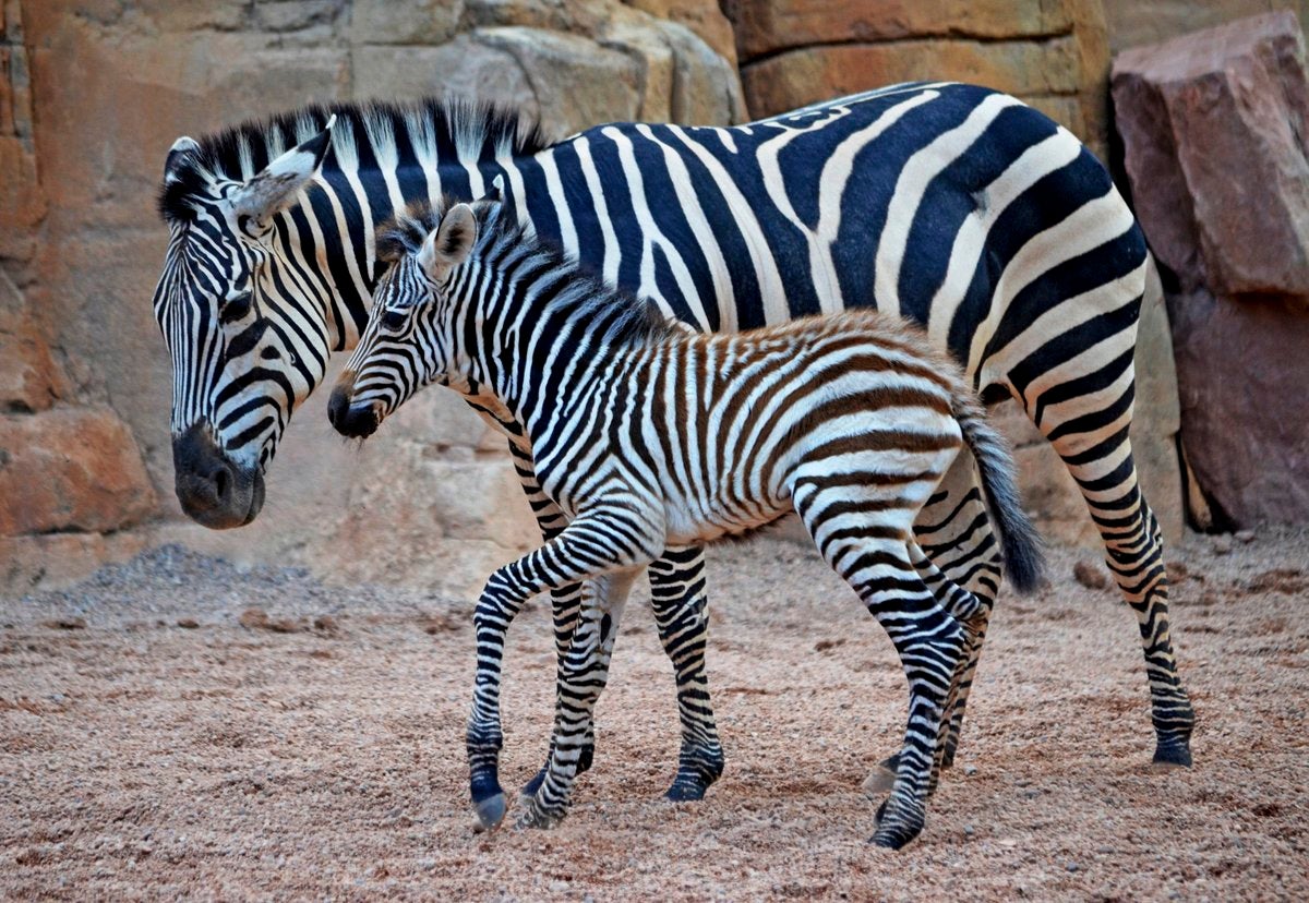 Cebra nacida en el Bioparc.