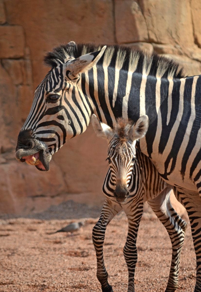 Cebra nacida en el Bioparc.