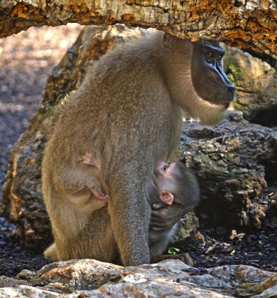 Cría de dril nacida en el Bioparc.