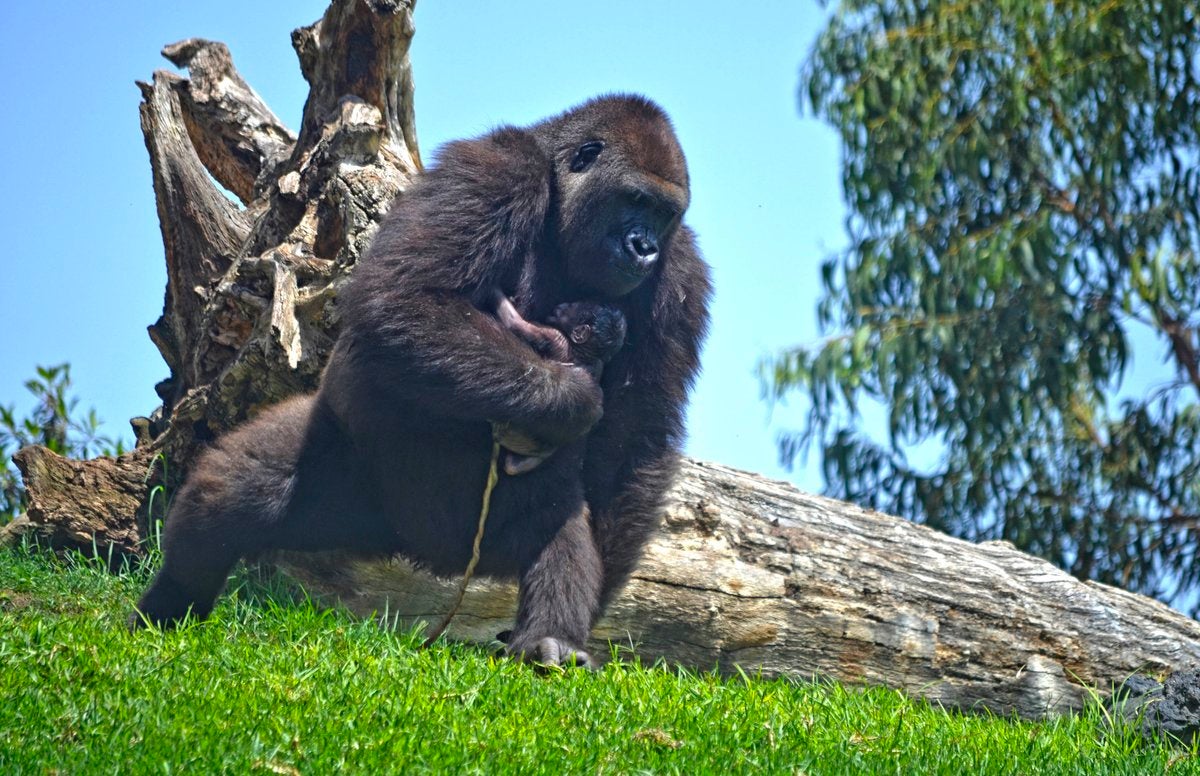 Cría de gorila nacida en el Bioparc.