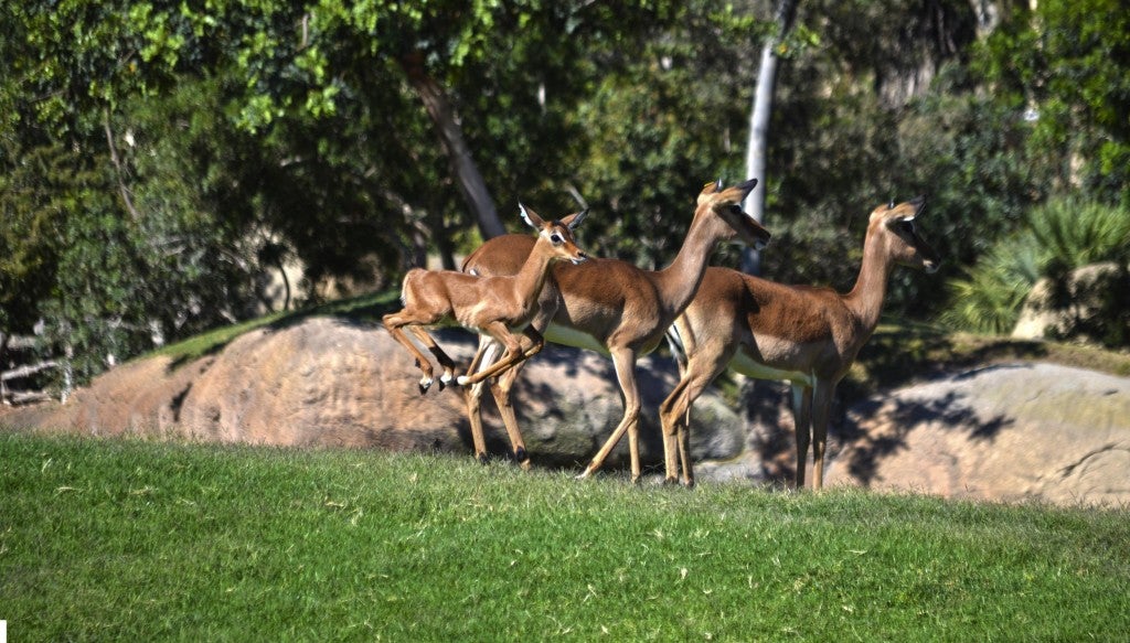 Cría de impala nacida en el Bioparc.