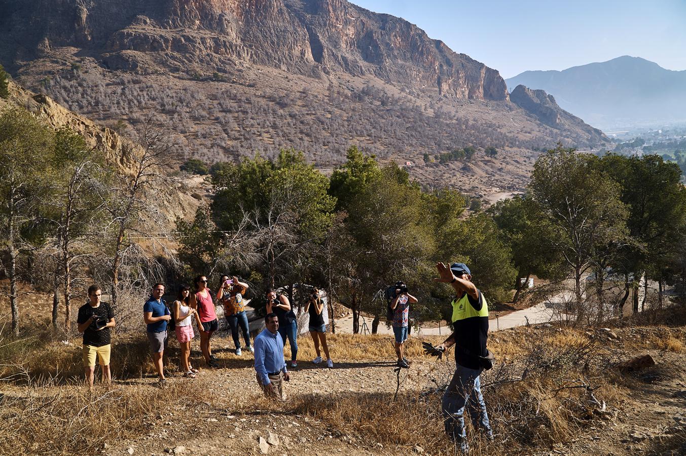 Medio Ambiente talará más de un millar de pinos en San Miguel