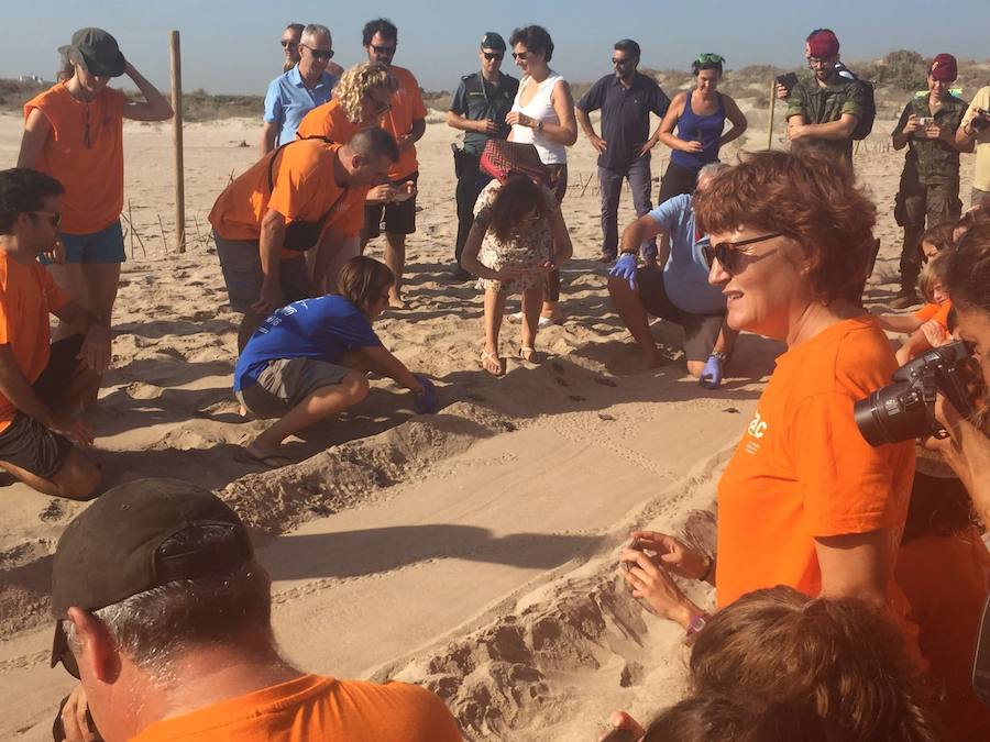 Fotos del nacimiento de las tortugas boba en Valencia