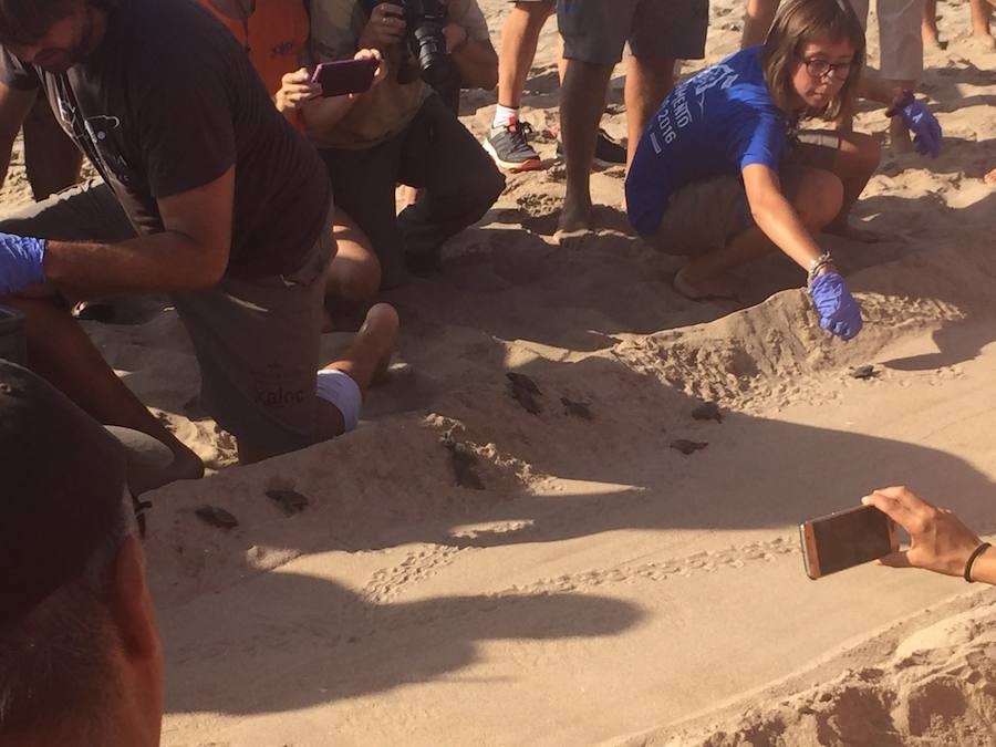 Fotos del nacimiento de las tortugas boba en Valencia