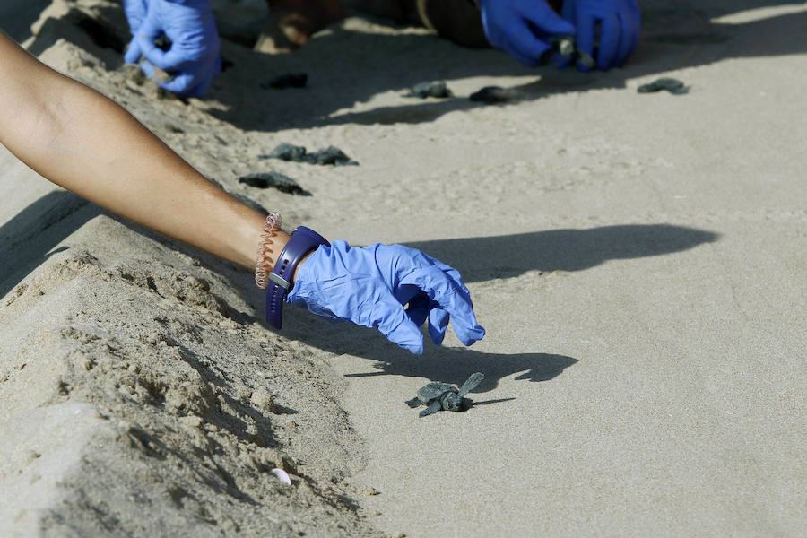 Fotos del nacimiento de las tortugas boba en Valencia