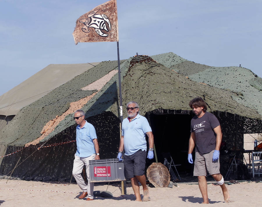 Fotos del nacimiento de las tortugas boba en Valencia