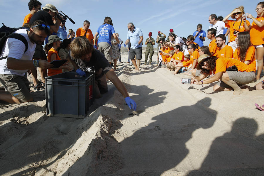 Fotos del nacimiento de las tortugas boba en Valencia