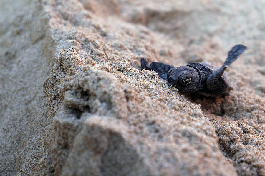 Fotos del nacimiento de las tortugas boba en Valencia