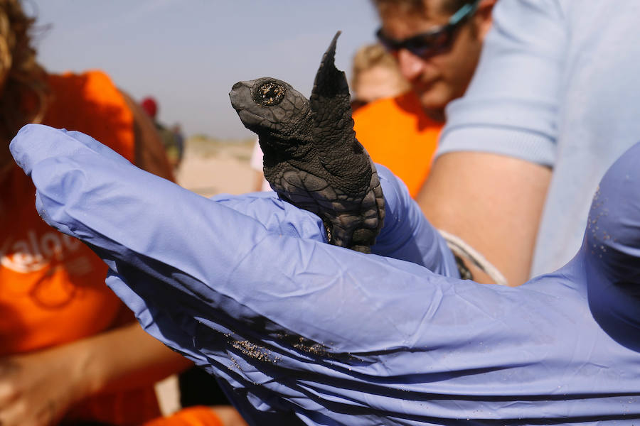Fotos del nacimiento de las tortugas boba en Valencia