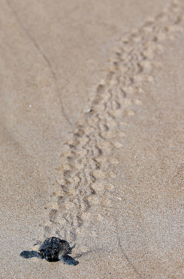 Fotos del nacimiento de las tortugas boba en Valencia