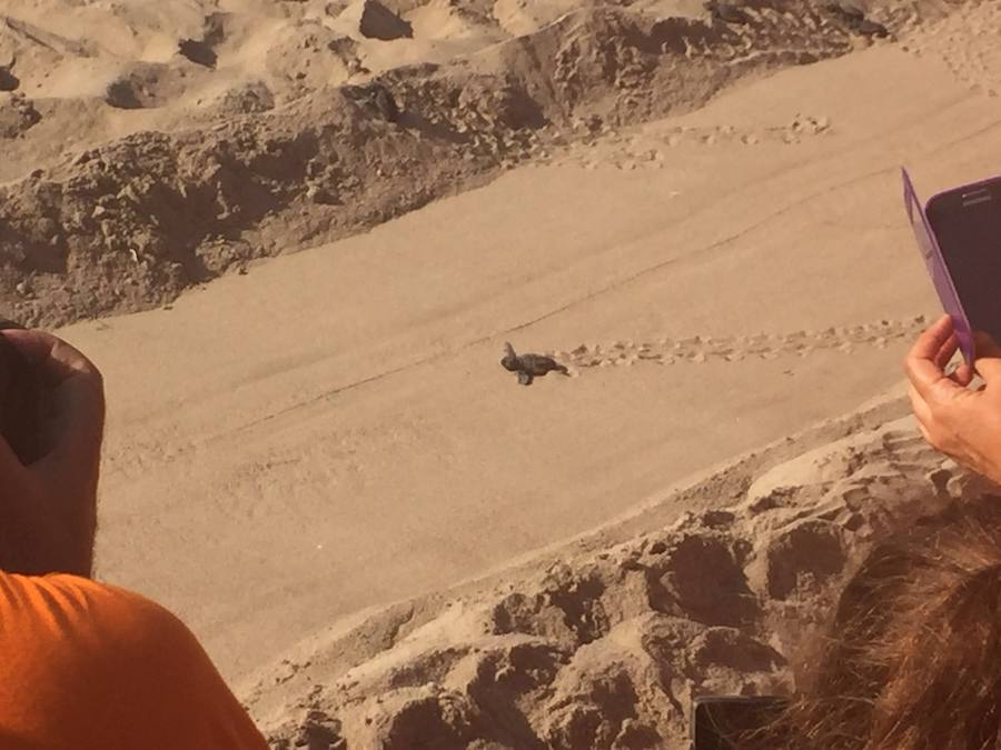 Fotos del nacimiento de las tortugas boba en Valencia