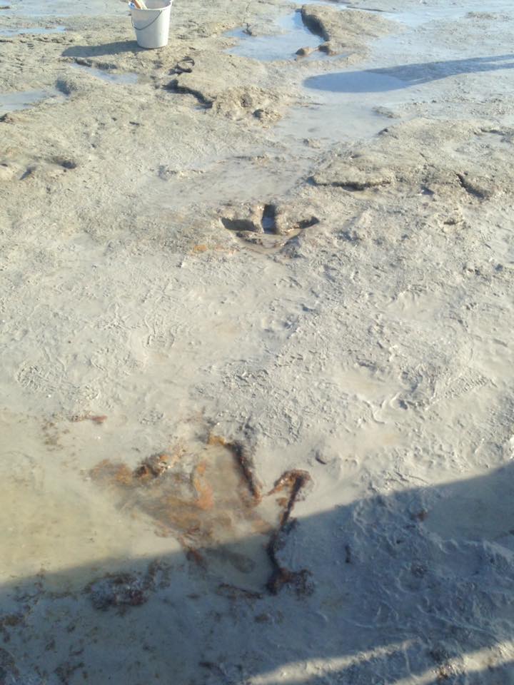 Fotos de las huellas de dinosaurio encontradas en Australia