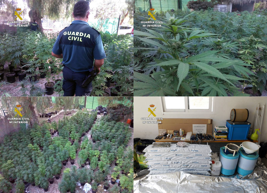 Incautación de más de un millar de plantas de marihuana