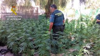 Incautación de más de un millar de plantas de marihuana