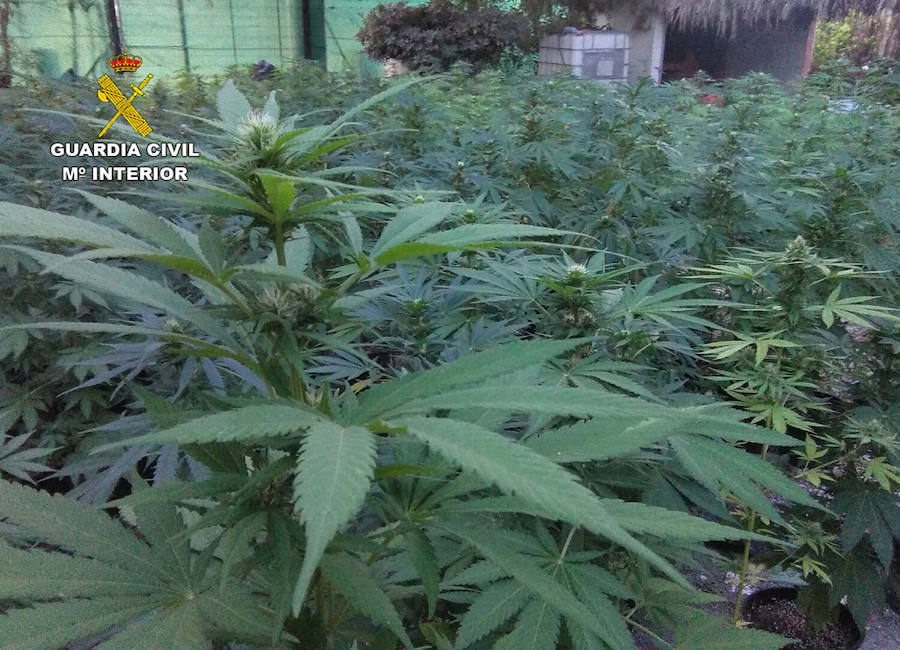 Incautación de más de un millar de plantas de marihuana