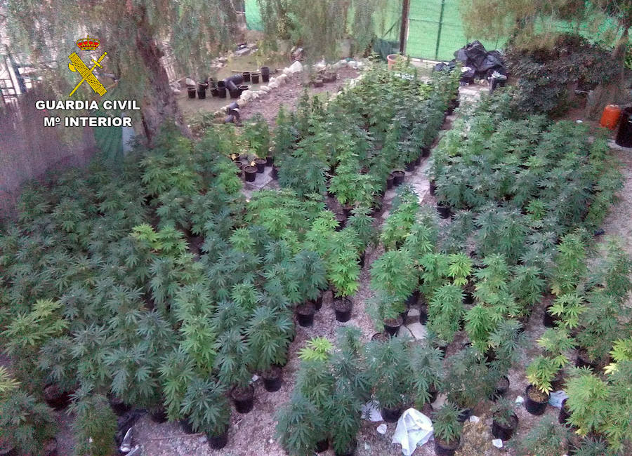 Incautación de más de un millar de plantas de marihuana