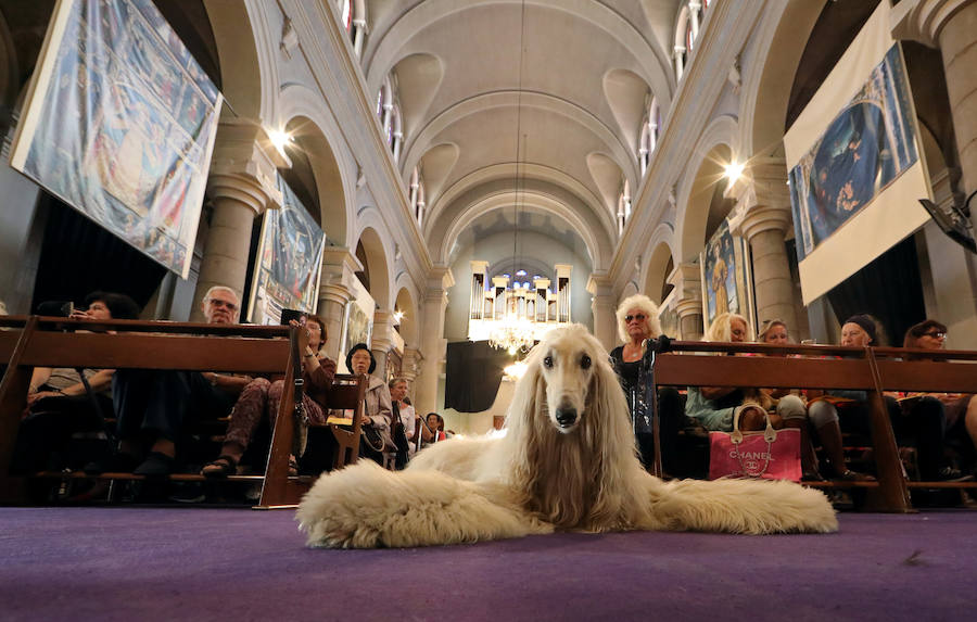 Pintoresca bendición de animales en una iglesia de Niza