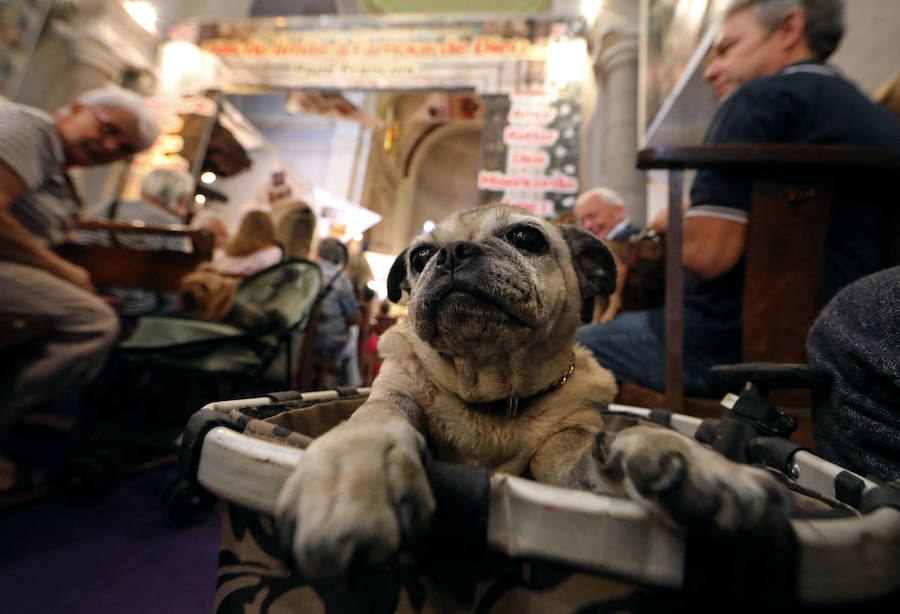 Pintoresca bendición de animales en una iglesia de Niza