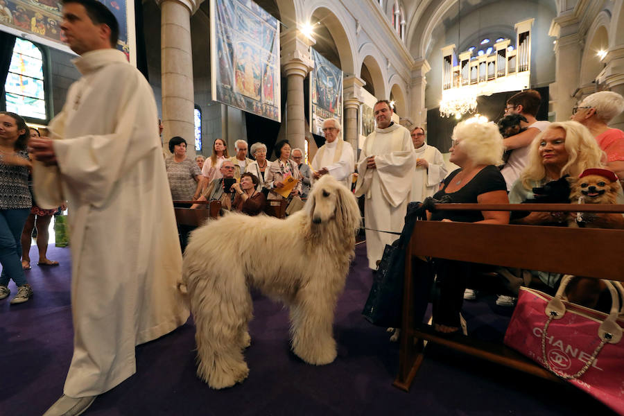 Pintoresca bendición de animales en una iglesia de Niza