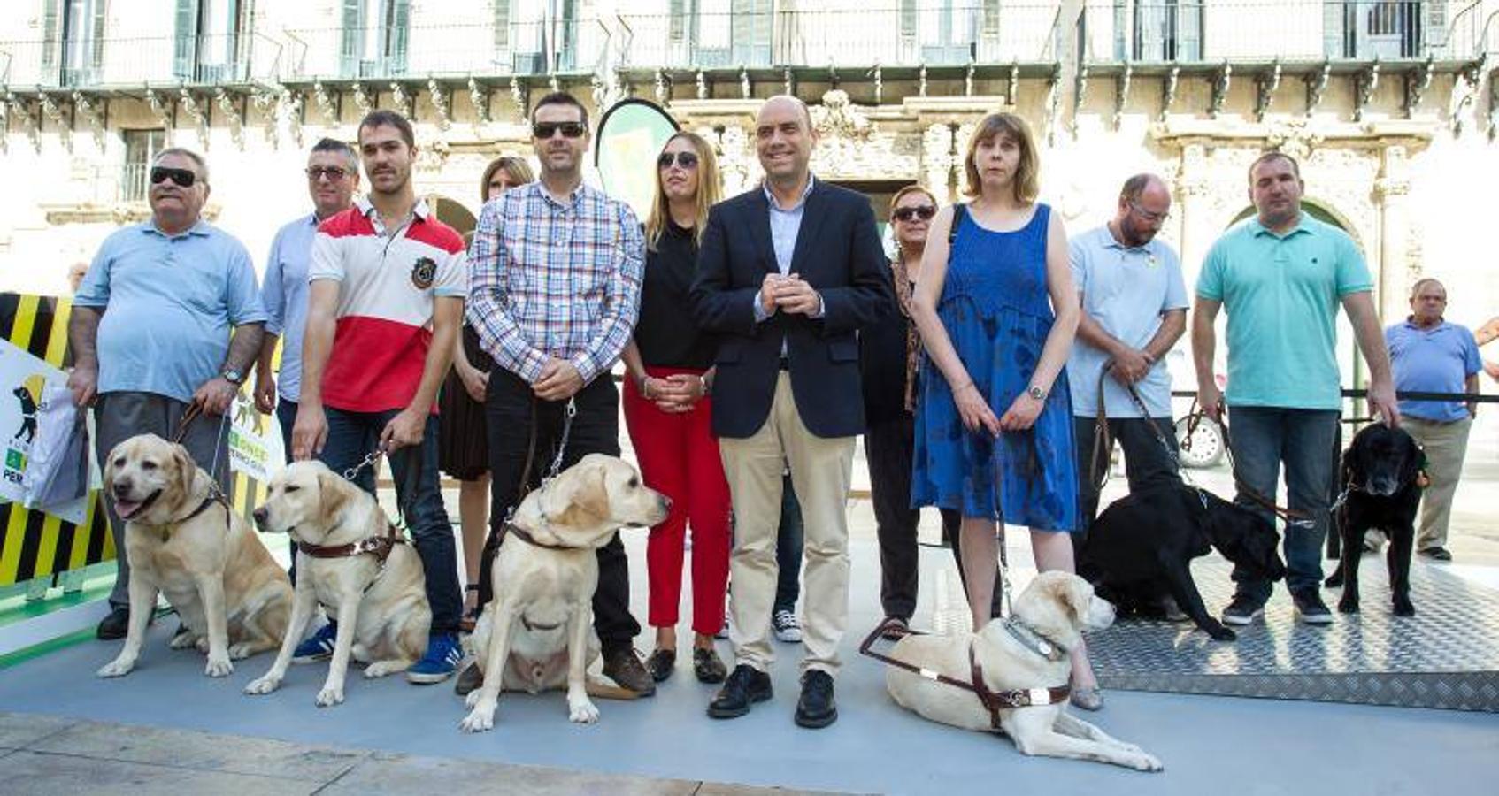 Exhibición de perros guía