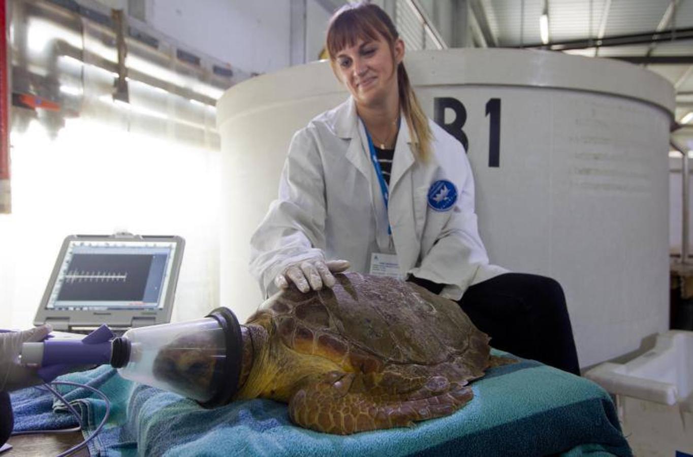 La Fundación Oceanogràfic nace para investigar y conservar el medio marino