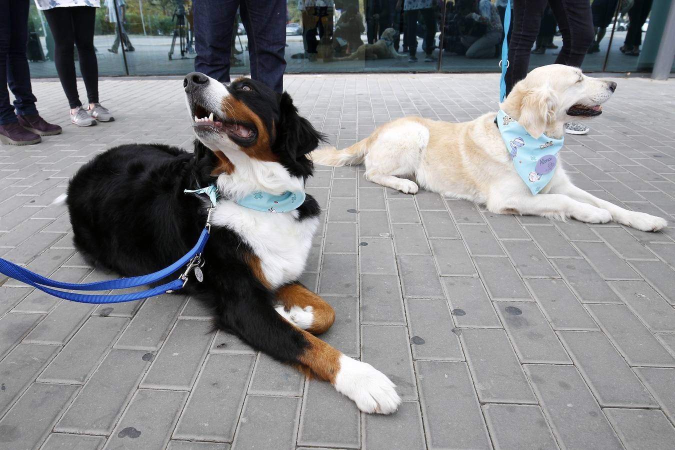 Fotos del programa de adopción de perros por parte de niños hospitalizados