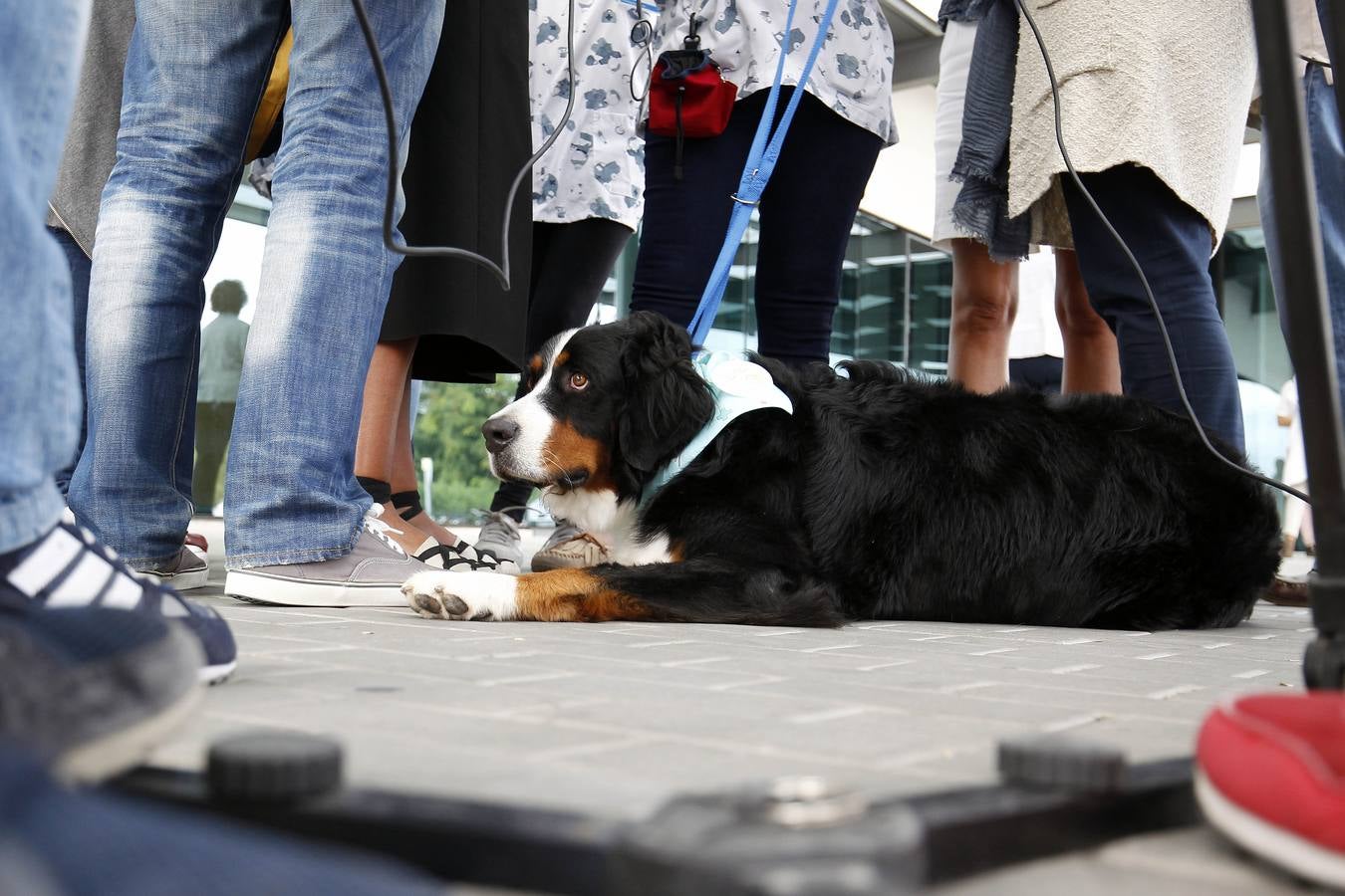 Fotos del programa de adopción de perros por parte de niños hospitalizados