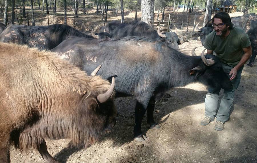 Imágenes de los bisontes de Valdeserrillas