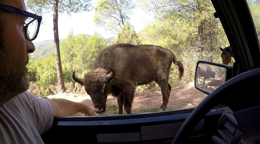 Imágenes de los bisontes de Valdeserrillas