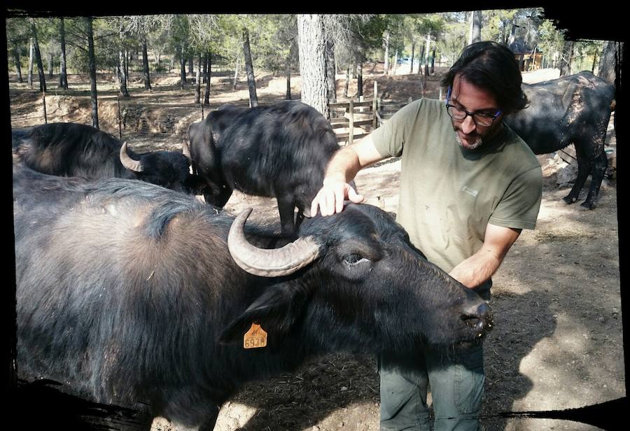 Imágenes de los bisontes de Valdeserrillas