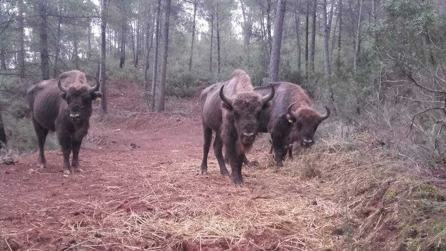 Imágenes de los bisontes de Valdeserrillas