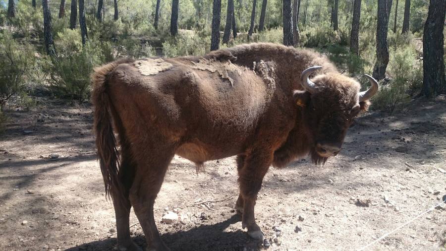 Imágenes de los bisontes de Valdeserrillas