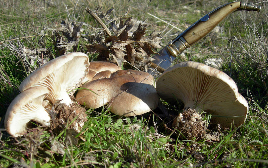 Pleurotus eryngii/ seta de cardo