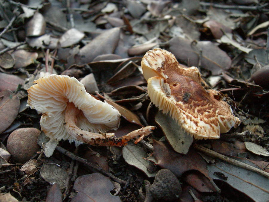 Lepiota sp