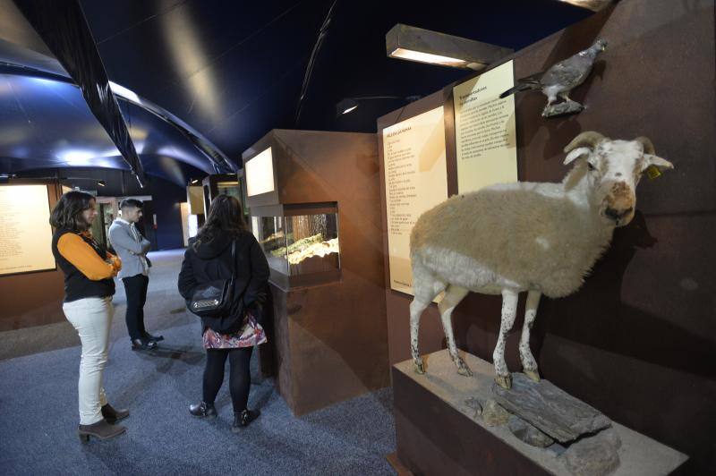 Exposición de La Caixa sobre los bosques