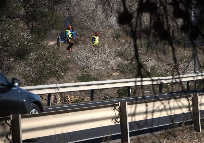 Conselleria quita los pinos secos de la zona más peligrosa de la sierra de Orihuela