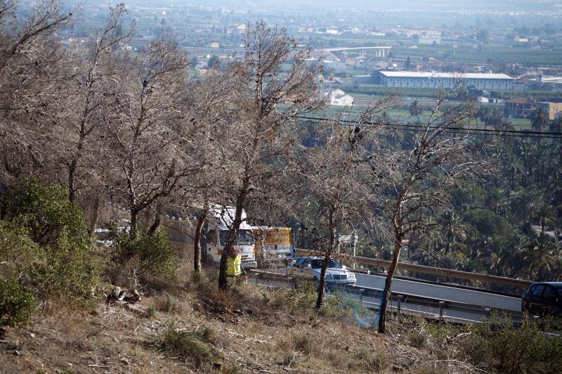 Conselleria quita los pinos secos de la zona más peligrosa de la sierra de Orihuela