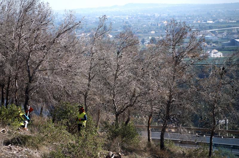 Conselleria quita los pinos secos de la zona más peligrosa de la sierra de Orihuela