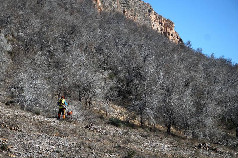 Conselleria quita los pinos secos de la zona más peligrosa de la sierra de Orihuela