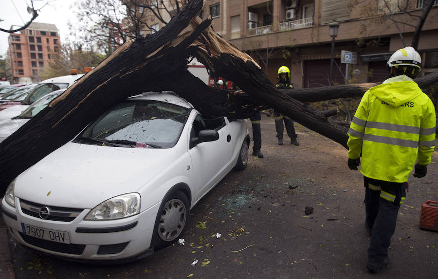 Calle Industria de Valencia cortada esta tarde por la caída de un árbol.