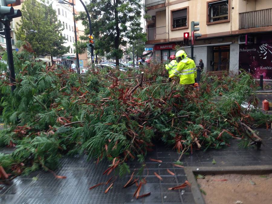 Fotos de la caída de un árbol en Gaspar Aguilar