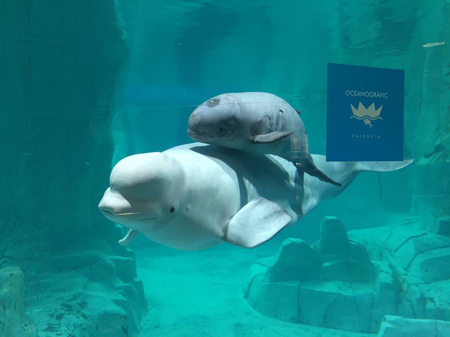 El Oceanogràfic de Valencia presenta a la cría de beluga con dos meses