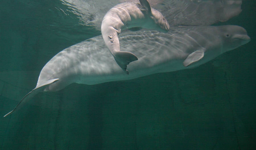 El Oceanogràfic de Valencia presenta a la cría de beluga con dos meses